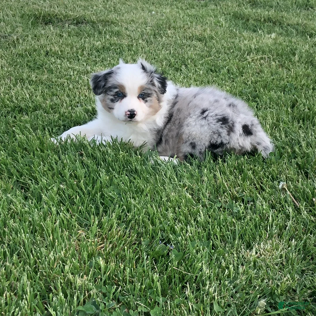 Australian Shepherd dogs for sale: Austin  - Ad 3