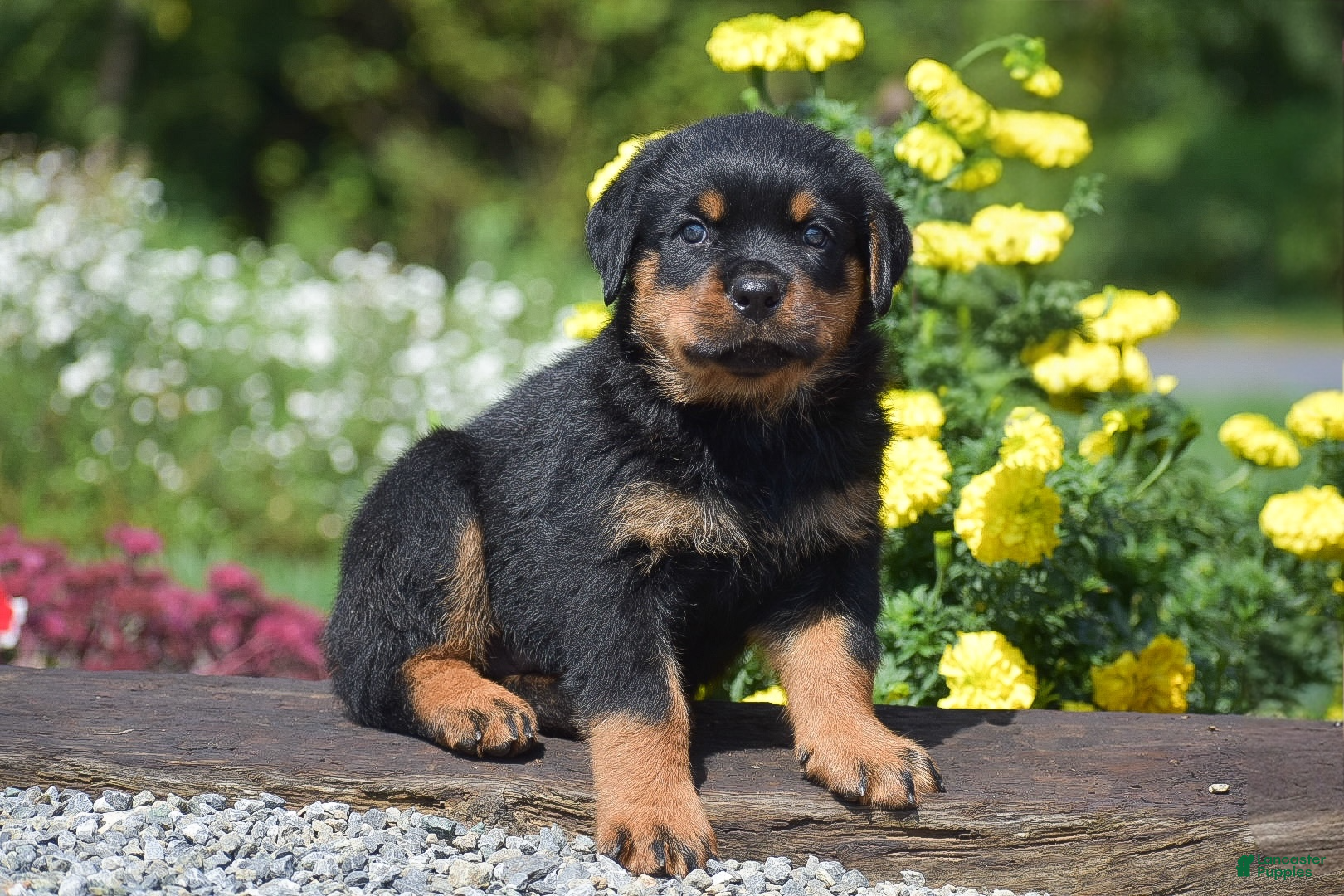 Rottweiler dogs Rusty - Ad 1