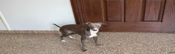 Italian Greyhound dogs for sale: Sammy - Ad 8