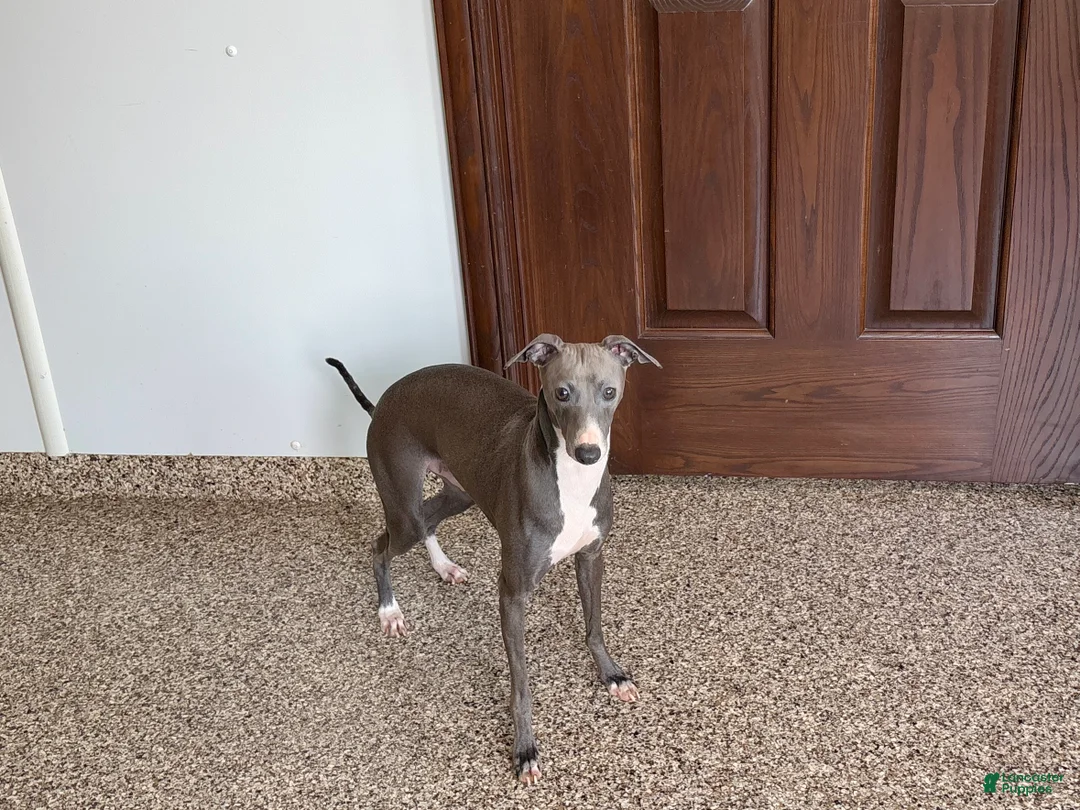 Italian Greyhound dogs for sale: Sammy - Ad 8