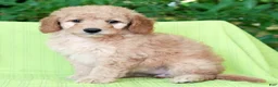 Mini Goldendoodle dogs for sale: Amber - Ad 8