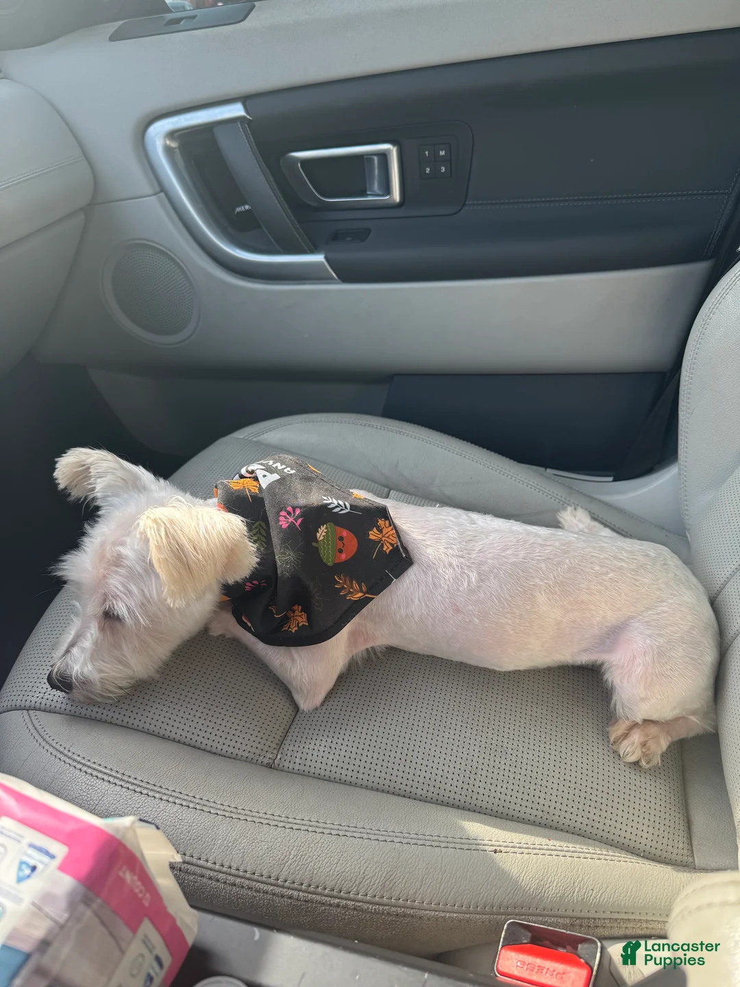 Miniature Schnauzer dogs for sale: Sable  - Ad 2