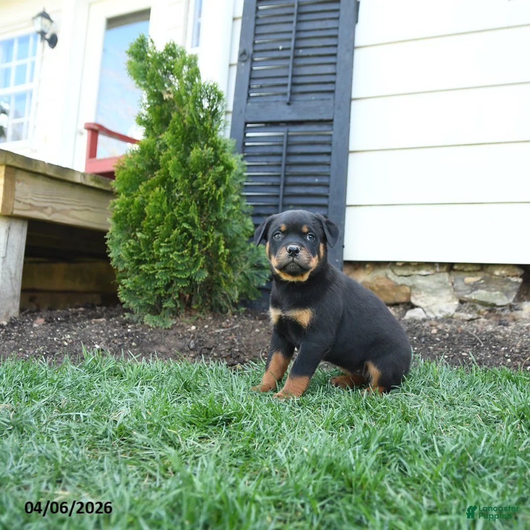 Rottweiler dogs for sale: Cc - Ad 1