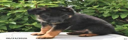 German Shepherd dogs for sale: King - Ad 4