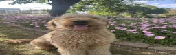 Double Doodle dogs for sale: River - F2 Double Doodle - Ad 9