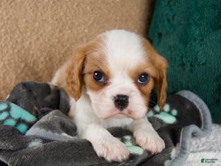 Cavalier King Charles Spaniel dogs Arlo - Ad 16