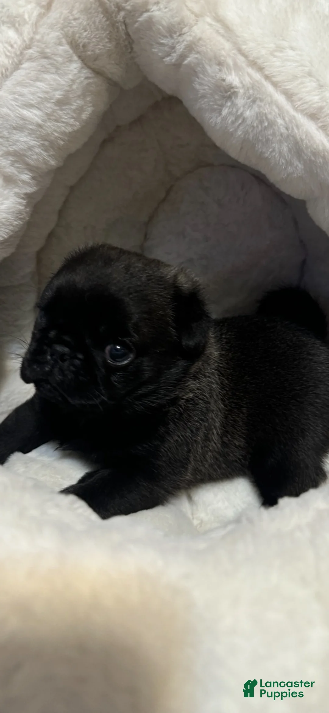 Pug dogs for sale: Valentino  - Ad 1