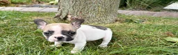 French Bulldog dogs for sale: Barry  - Ad 3