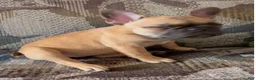 French Bulldog dogs for sale: HEIDI - FAWN BABYDOLL IN CALI, USA DELIVERY & FINANCING OPTIONS! - Ad 8