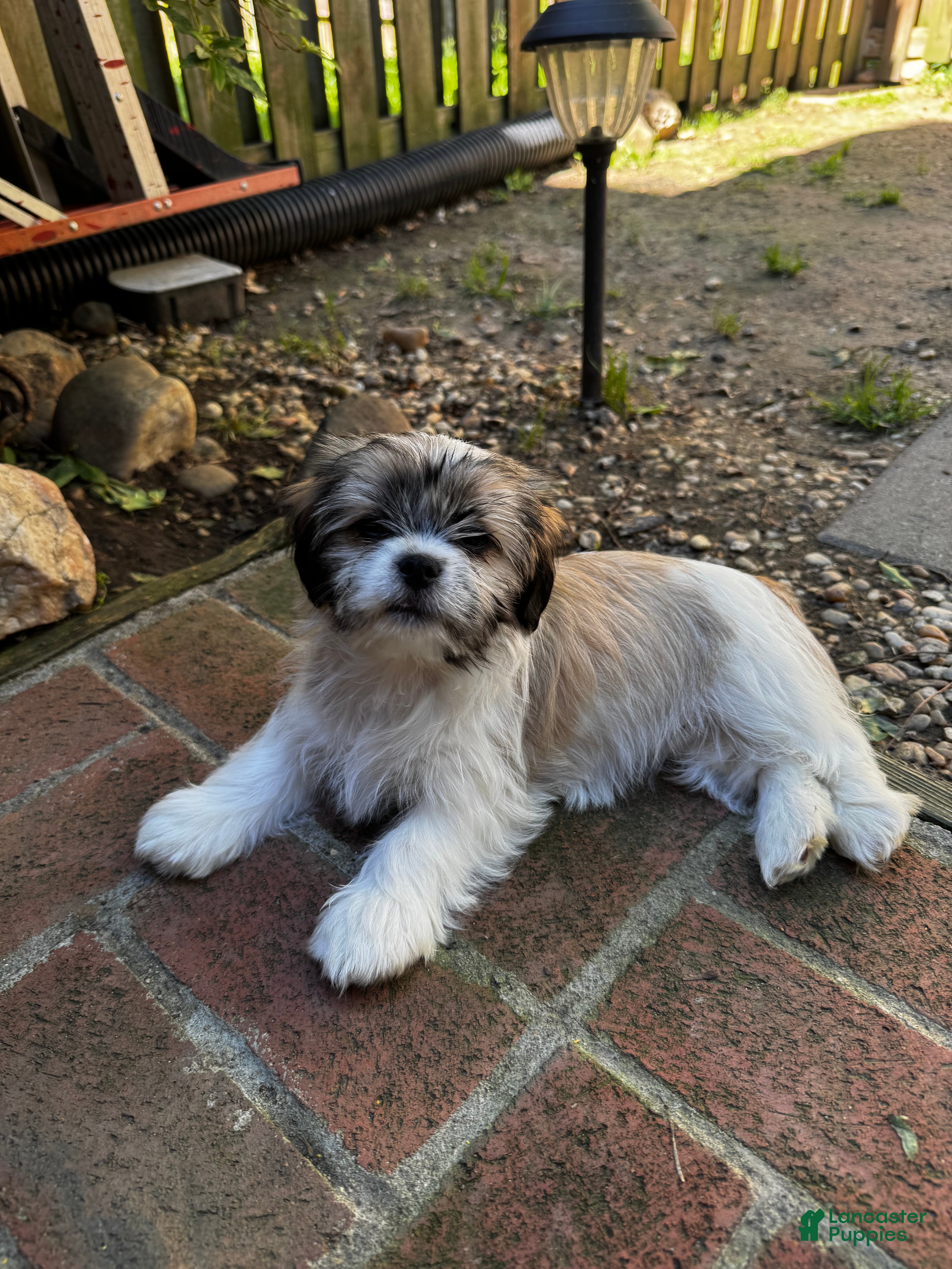 Shih Tzu dogs for sale: Margarita  - Ad 1