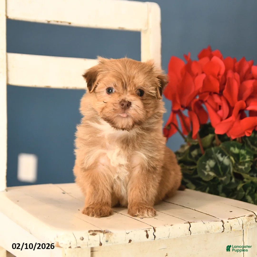 Havanese dogs for sale: Pluto - Ad 1