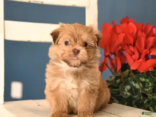 Havanese dogs Pluto - Ad 35