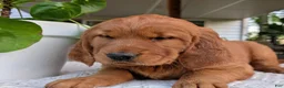 Golden Retriever dogs for sale: Hazel - Ad 3