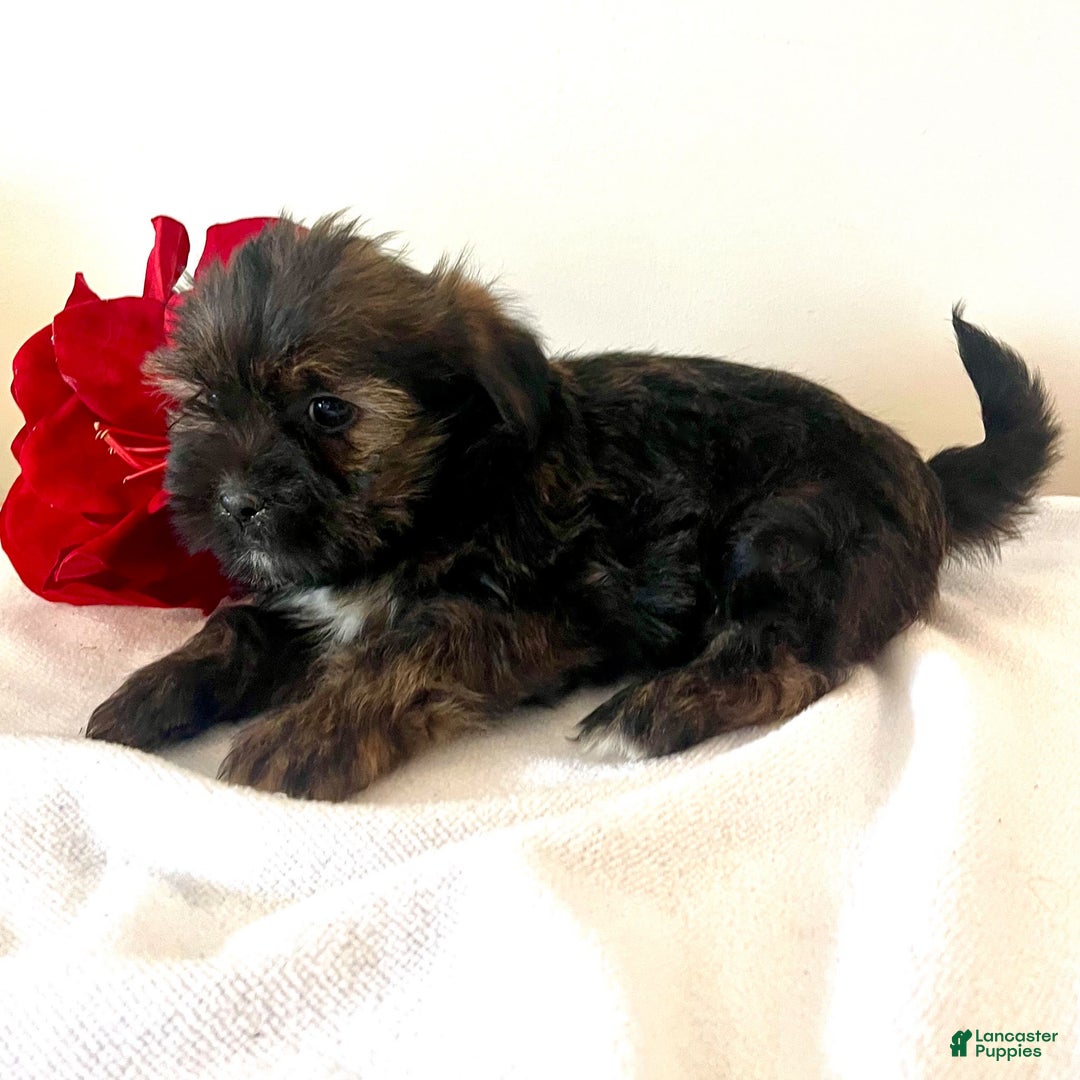 Shorkie dogs for sale: Howie - Ad 3