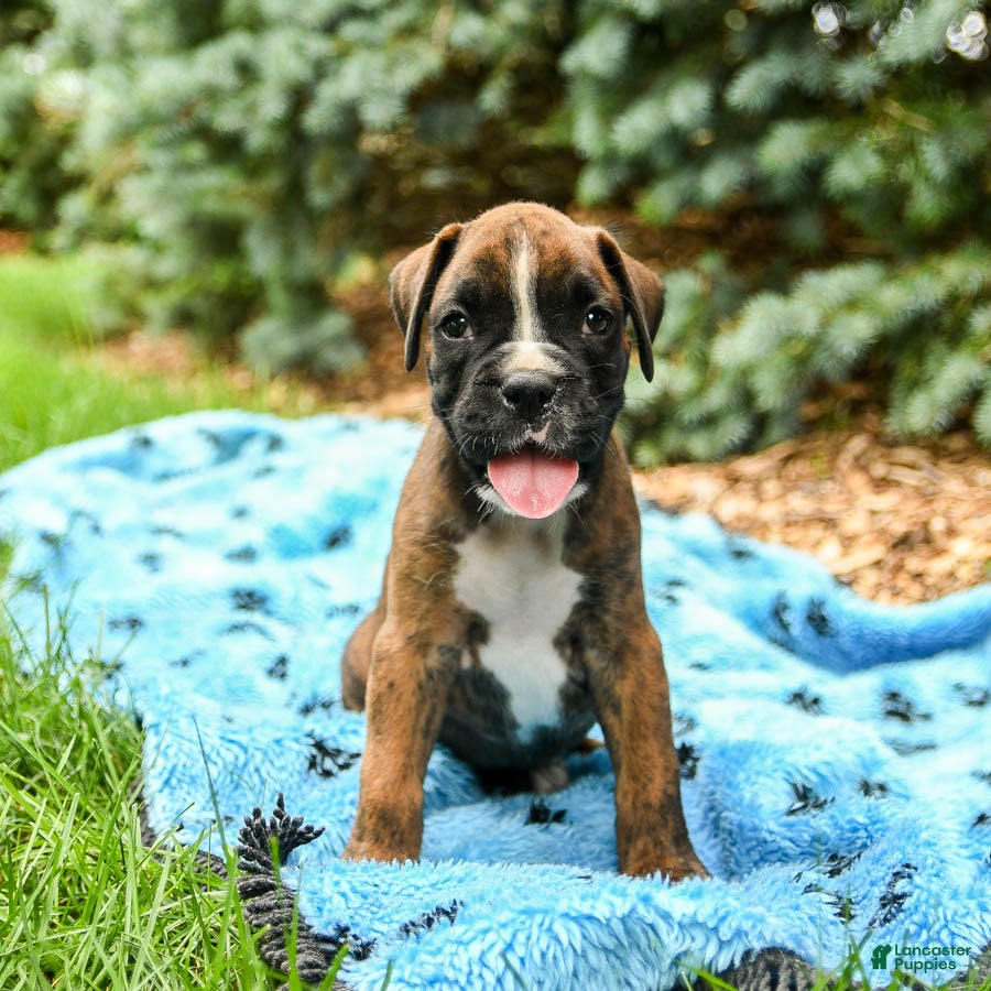 White Boxer Long Nose Boxer Dog Red Nose Boxer Shop