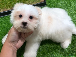 Mixed Breed dogs Boy - Ad 33