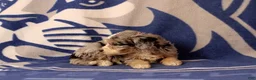 Mini Bernedoodle dogs for sale: Ella - Ad 3