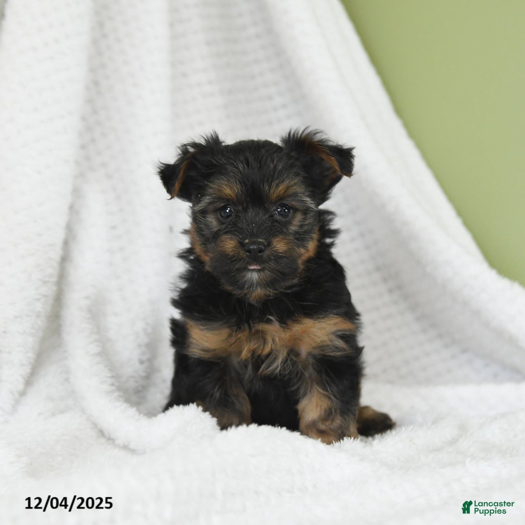 Yorkshire Terrier dogs for sale: Snuggles   - Ad 1