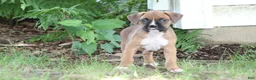 Boxer dogs for sale: Dexter - Ad 4