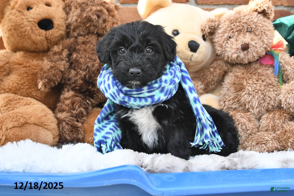 Aussiedoodle dogs Tristan - Ad 14