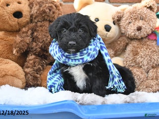 Aussiedoodle dogs Tristan - Ad 14