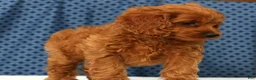 Cockapoo dogs for sale: Stella - Ad 2