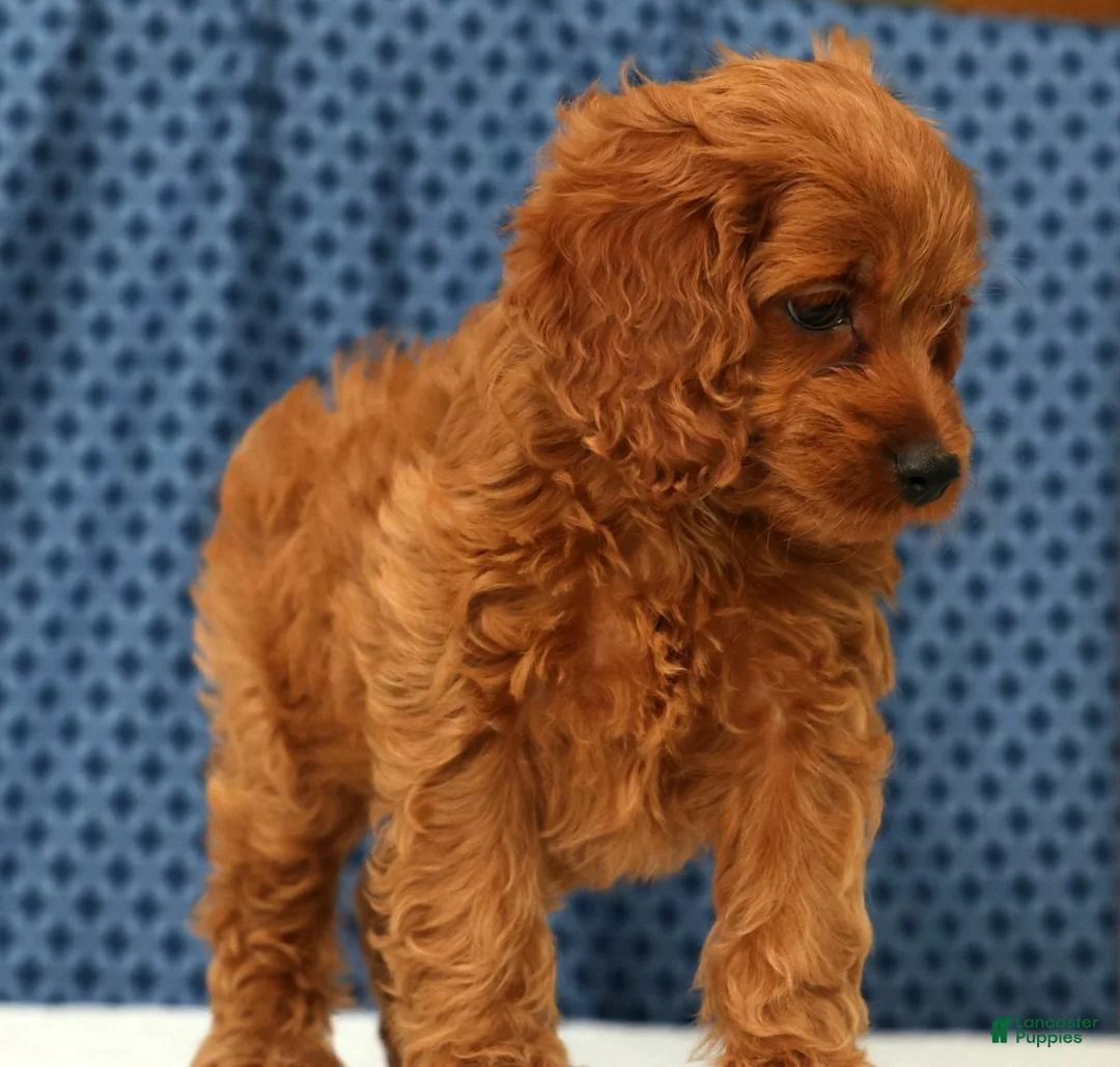Cockapoo dogs for sale: Stella - Ad 2