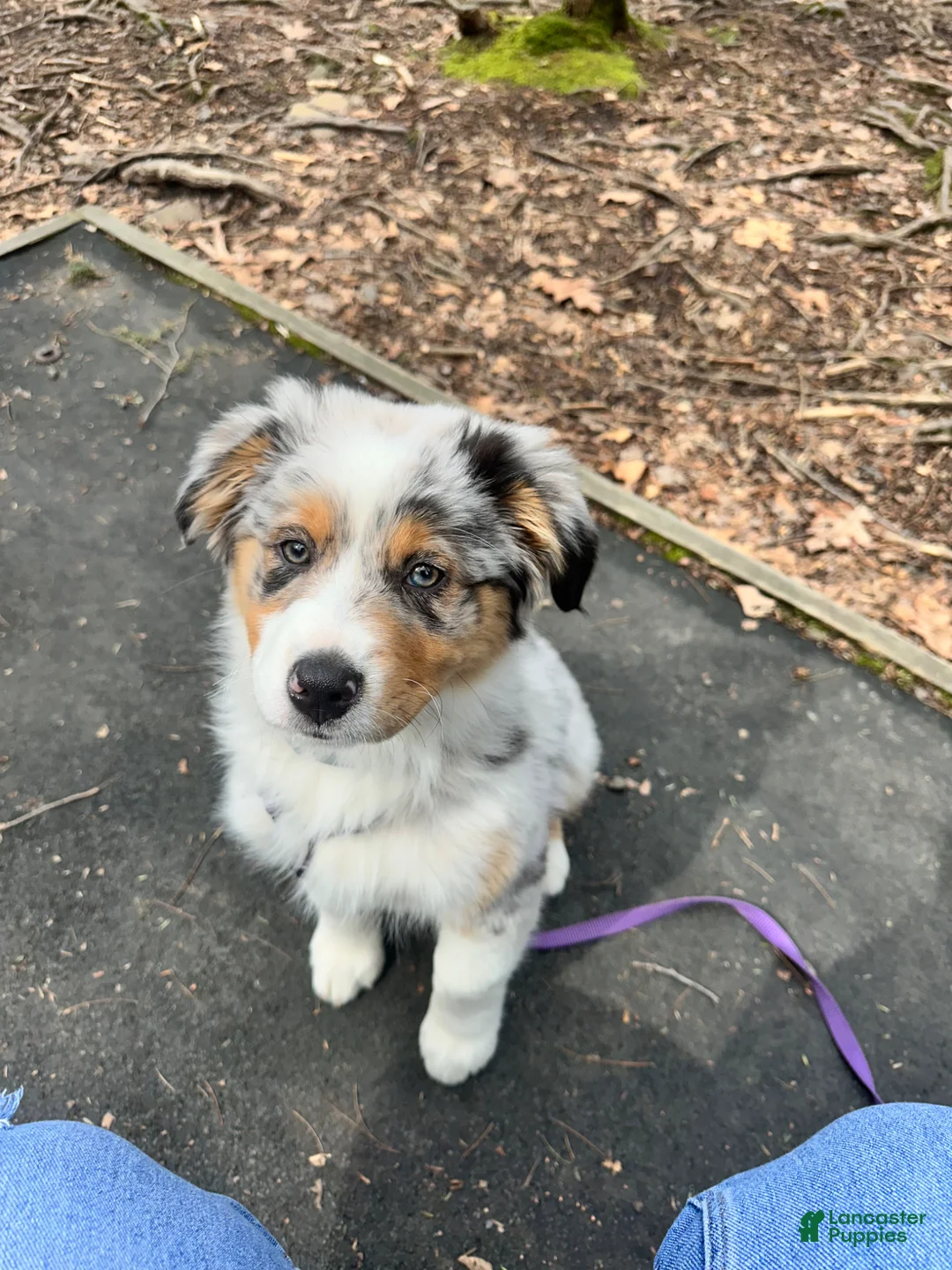 Australian Shepherd dogs for sale: Australian Shepherd Puppy 1 - Ad 2