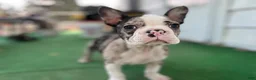 Mixed Breed dogs for sale: Bane - Ad 5