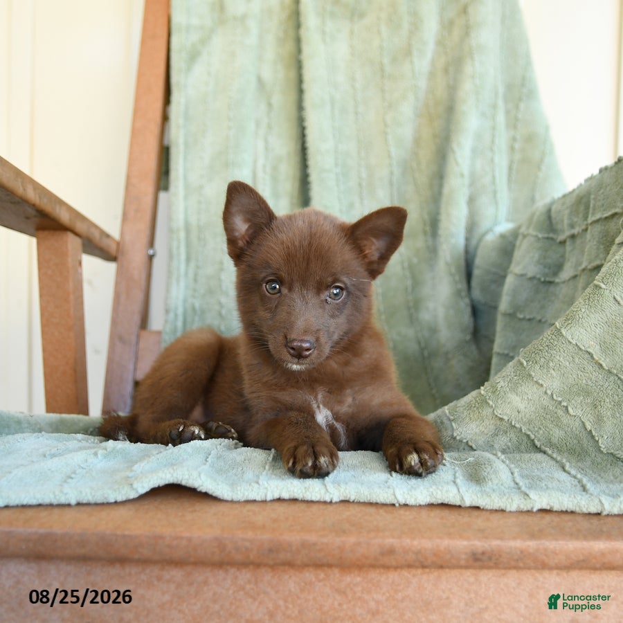 Pomsky dogs Buddy - Ad 2