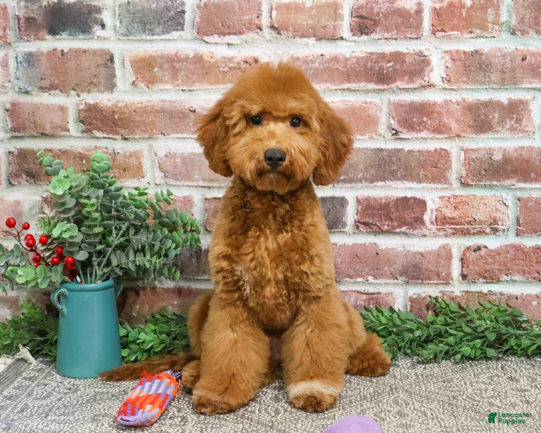Mini Goldendoodle dogs for sale: Victoria  - Ad 1