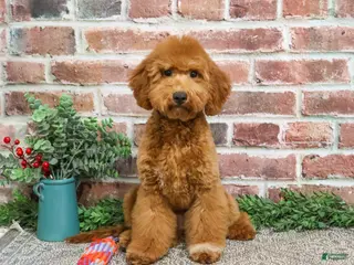 Mini Goldendoodle dogs Victoria - Ad 26