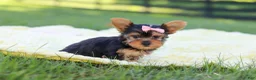 Yorkshire Terrier dogs for sale: Macy - Ad 5