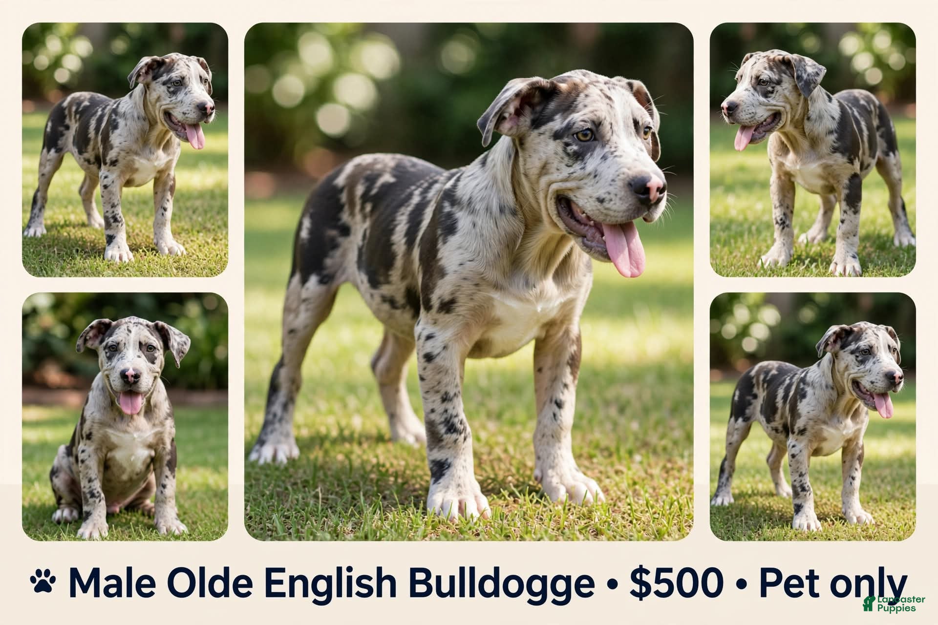 Olde English Bulldogge dogs for sale: Buddy - Ad 2