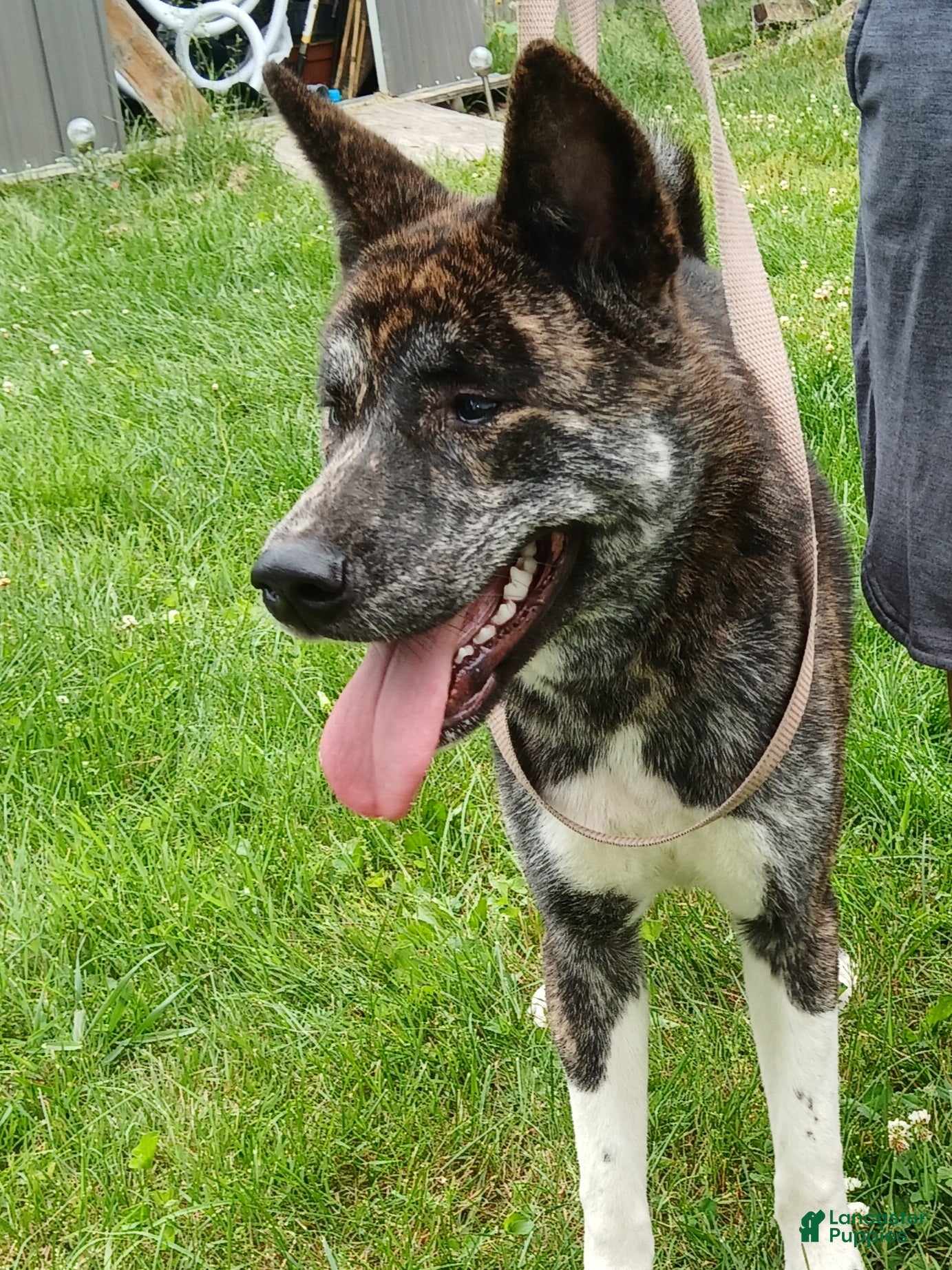 Akita dogs Astra - Ad 28