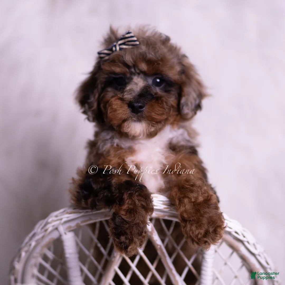 Toy Poodle dogs for sale: Veevo - Ad 4