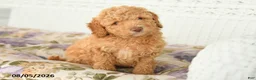 Miniature Poodle dogs for sale: Alex - Ad 2