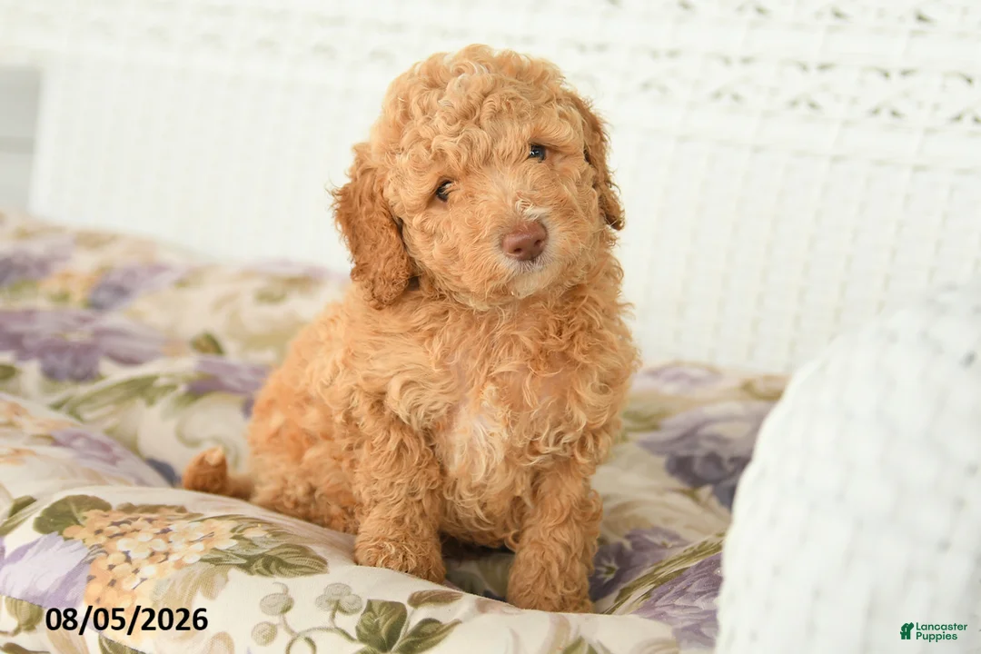 Miniature Poodle dogs for sale: Alex - Ad 2