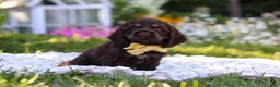 Cocker Spaniel dogs for sale: Archie - Ad 4