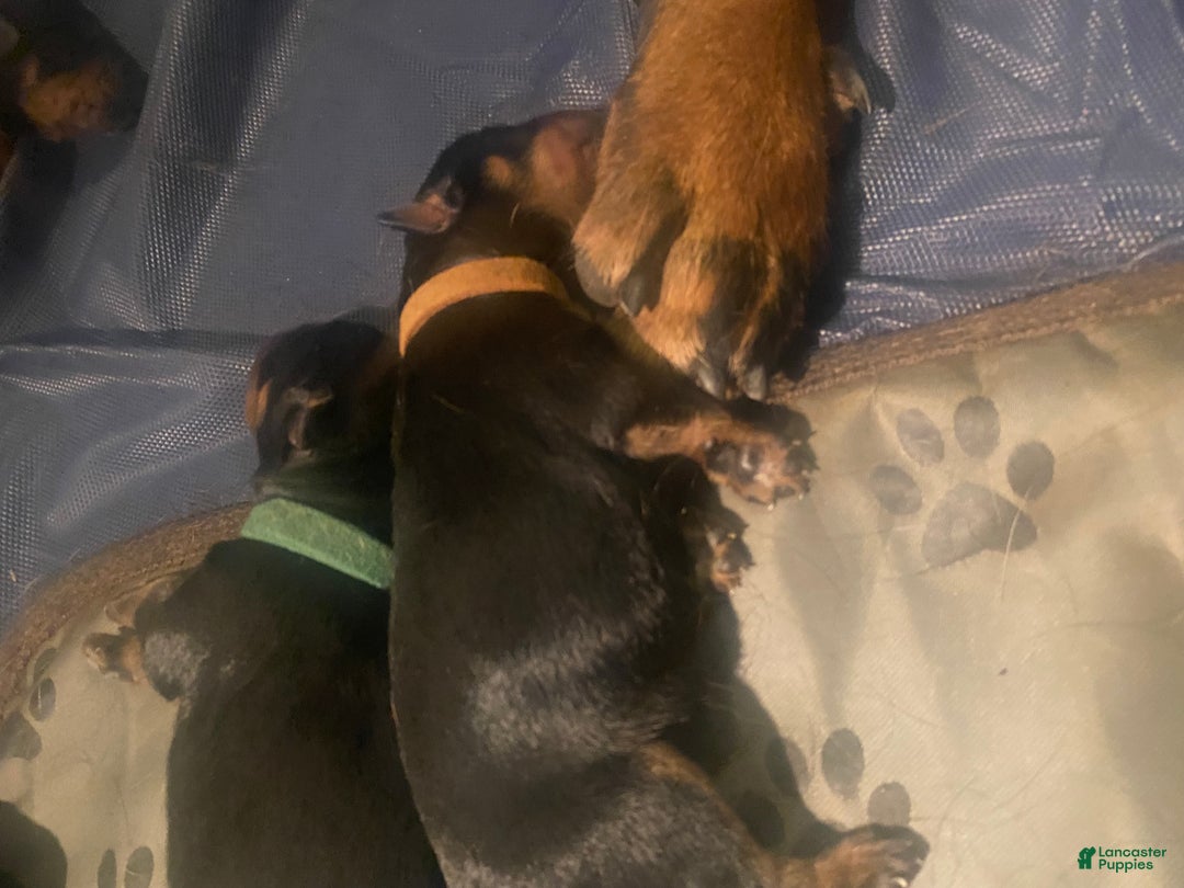 Rottweiler dogs for sale: 3rd Pick Male - Ad 2