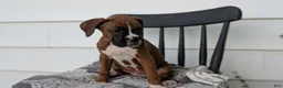 Boxer dogs for sale: Koko - Ad 3