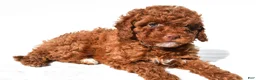 Cavapoo dogs for sale: Piper - Ad 7