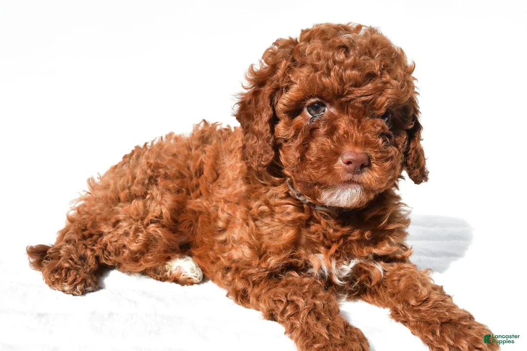 Cavapoo dogs for sale: Piper - Ad 7