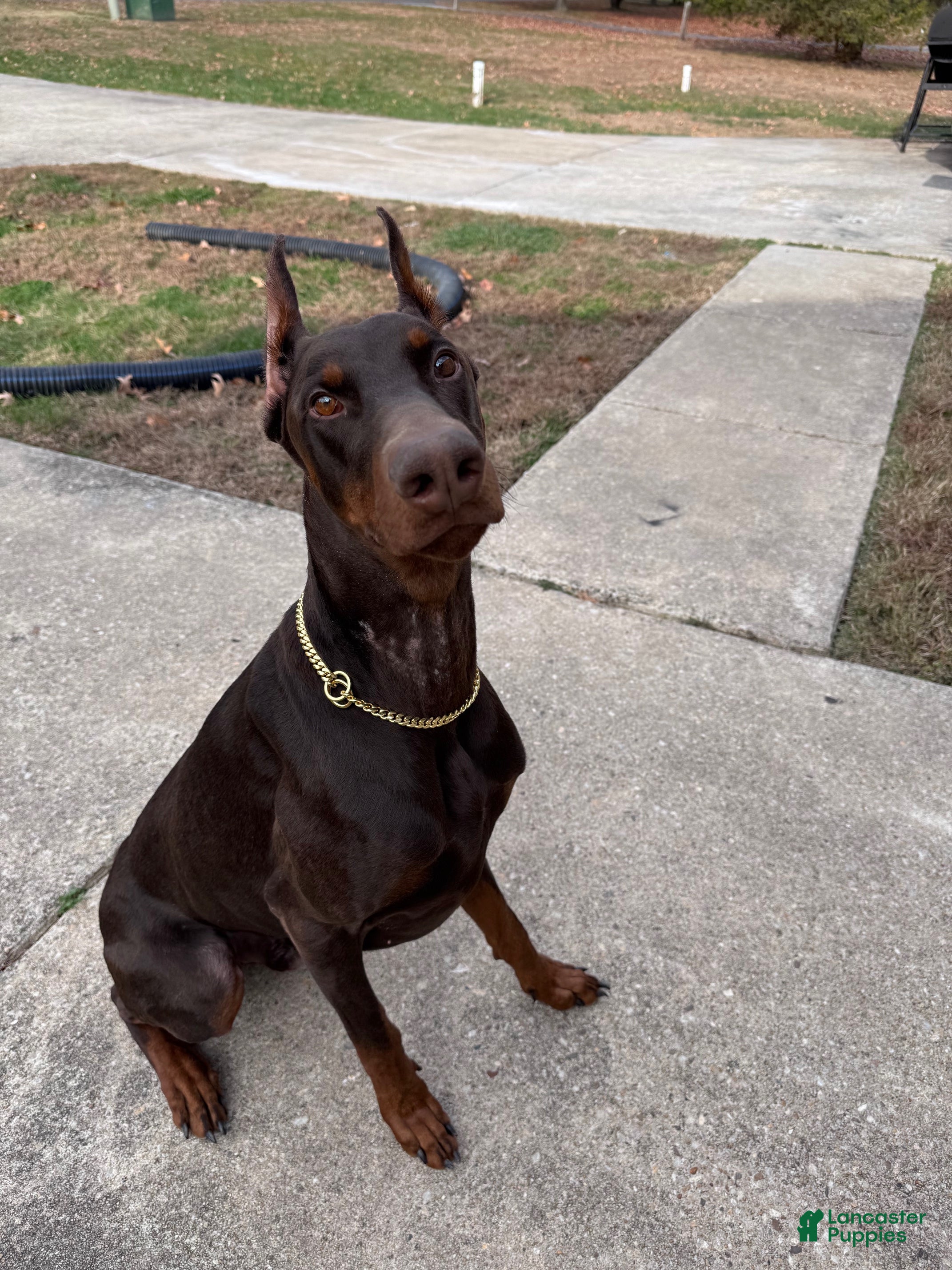 Doberman Pinscher dogs Doberman Pinscher Puppy 1 - Ad 39