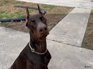 Doberman Pinscher dogs Doberman Pinscher Puppy 1 - Ad 39