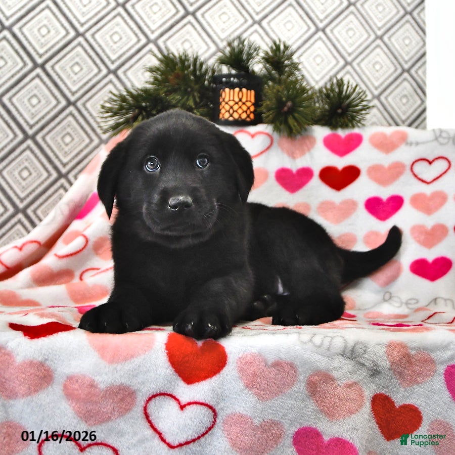 Mixed Breed dogs Lexie - Ad 2