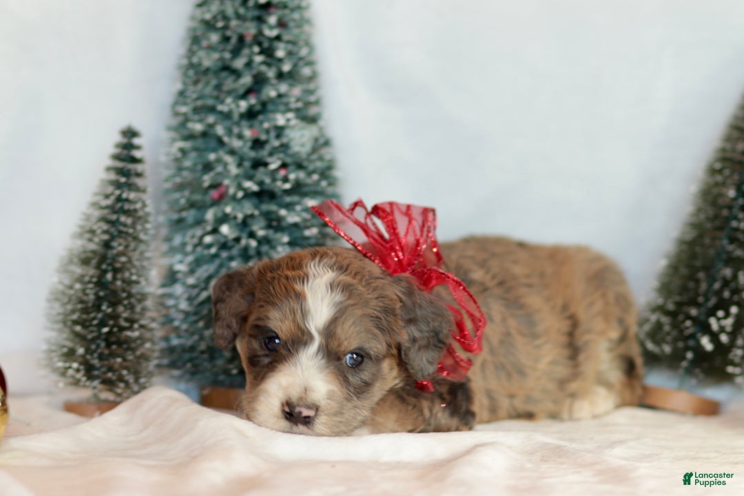 Bernedoodle dogs for sale: Spruce - Ad 6