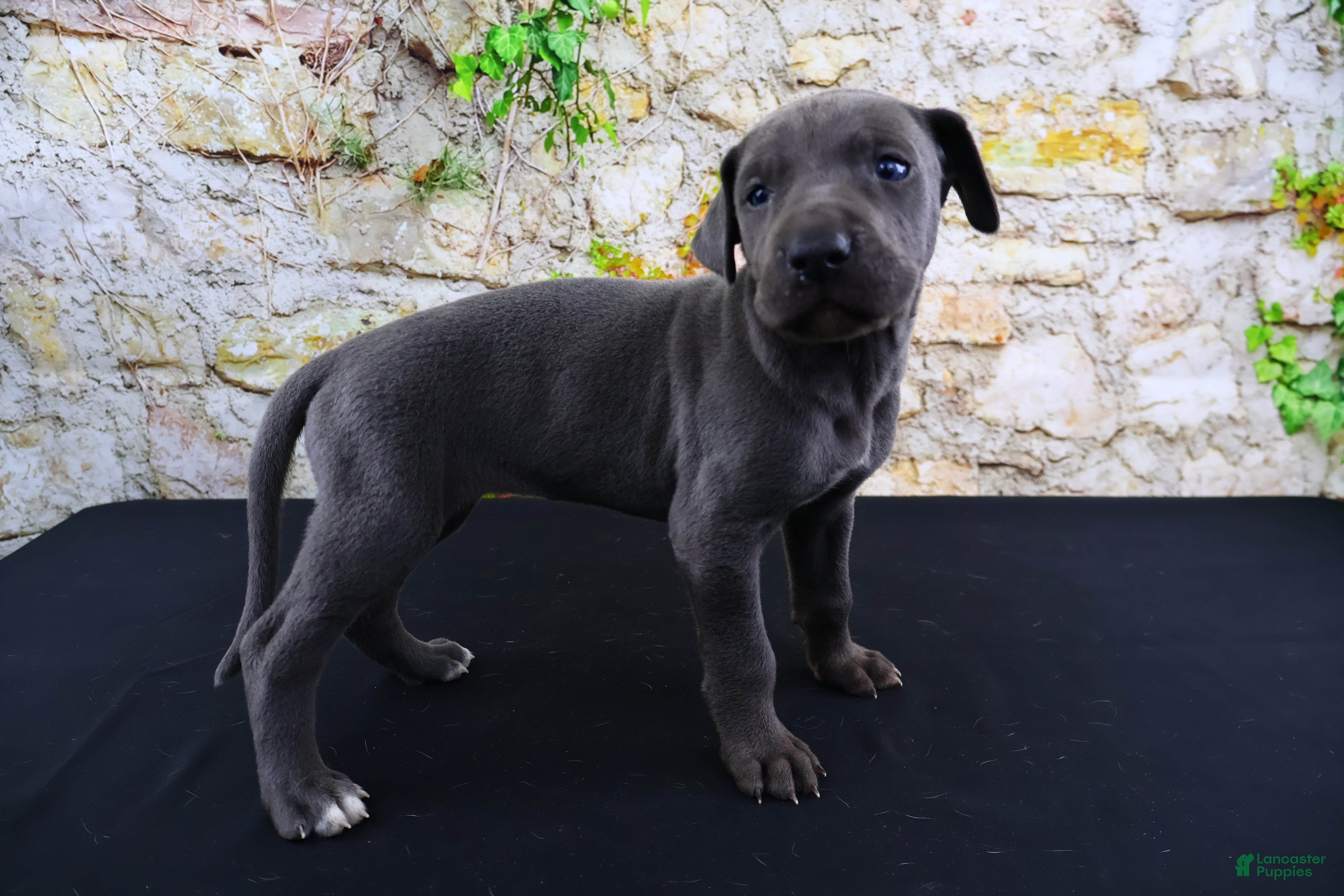 Great Dane dogs Blue - Ad 2
