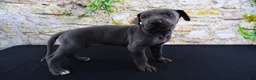 Great Dane dogs for sale: Blue - Ad 14