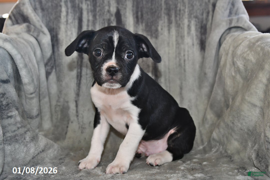 Mixed Breed dogs for sale: Bruno - Ad 5